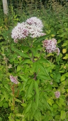 Eupatorium cannabinum