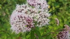 Eupatorium cannabinum