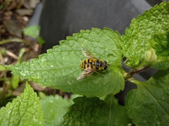 Myathropa florea