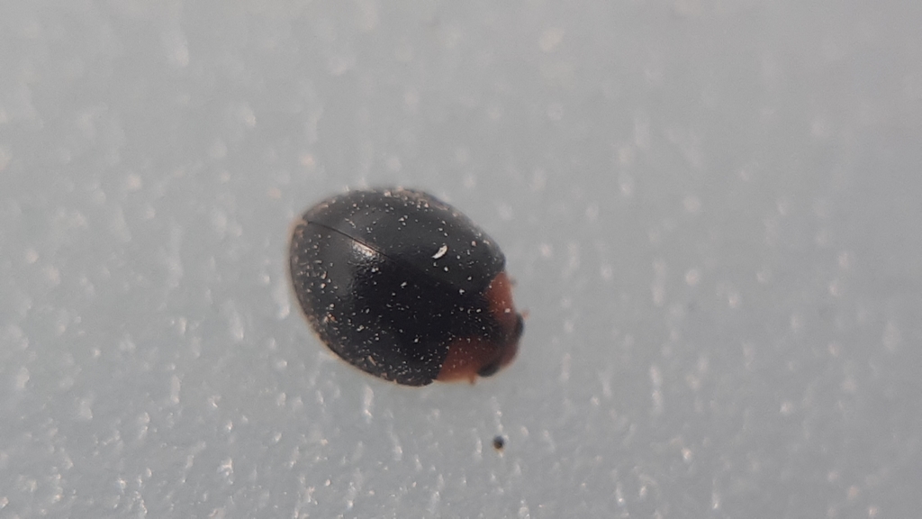 Parexochomus melanocephalus