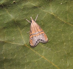 Euchromius bella