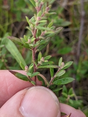 Crocanthemum propinquum