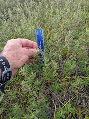 Crocanthemum propinquum