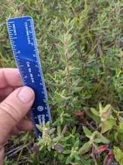 Crocanthemum propinquum