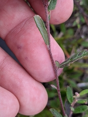 Crocanthemum propinquum