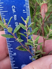 Crocanthemum propinquum