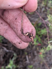 Crocanthemum propinquum