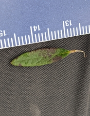 Crocanthemum propinquum