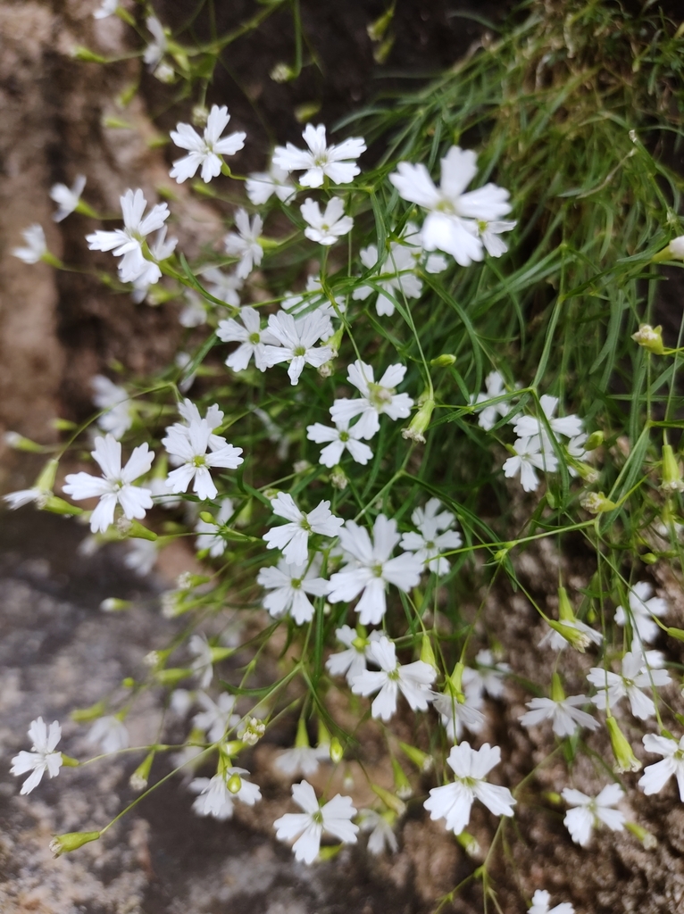 alpine catchfly
