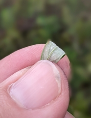 Crocanthemum propinquum