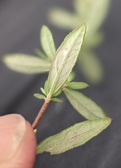 Crocanthemum propinquum