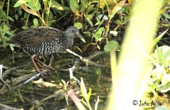 Pardirallus maculatus