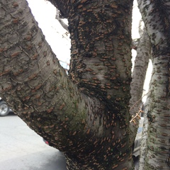 Prunus