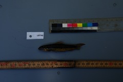 African Carp photo 3
