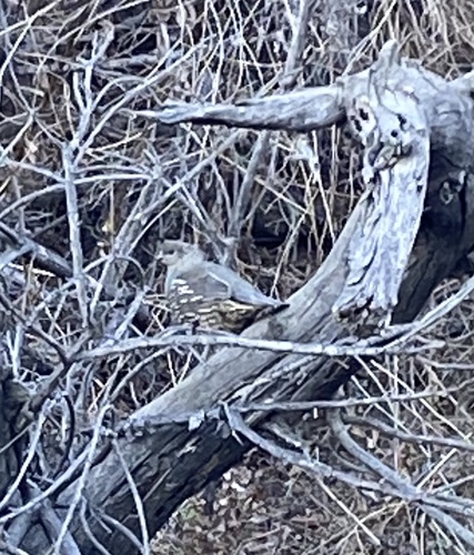 photo of California Quail (Callipepla californica)