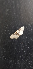 Idaea intermedia