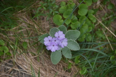 Primula marginata