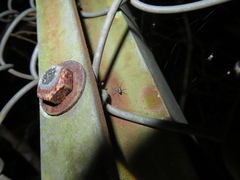 Dendrolycosa