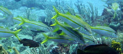 Mulloidichthys martinicus
