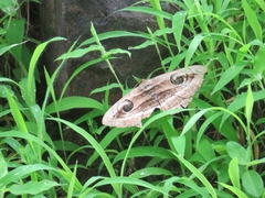 Spirama retorta