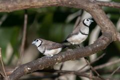 Stizoptera bichenovii