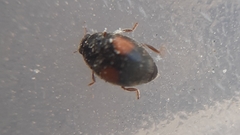 Scymnus bivulnerus