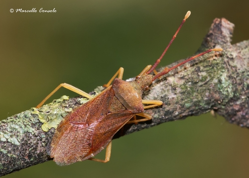Box Bug, photo 2 of 10