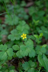 Waldsteinia ternata