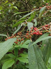 Debregeasia longifolia