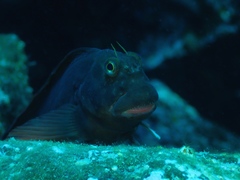 Ophioblennius atlanticus