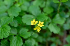 Waldsteinia ternata