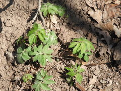 Hydrophyllum virginianum