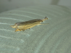 Metacrambus carectellus