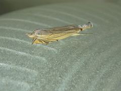 Metacrambus carectellus