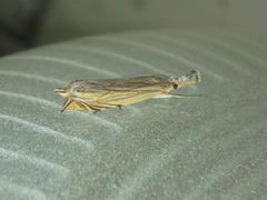 Metacrambus carectellus