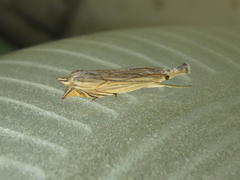 Metacrambus carectellus
