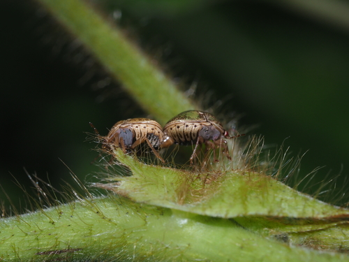 Kudzu Bug