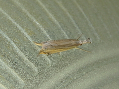Metacrambus carectellus