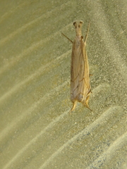 Metacrambus carectellus