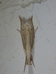 Metacrambus carectellus