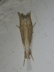 Metacrambus carectellus