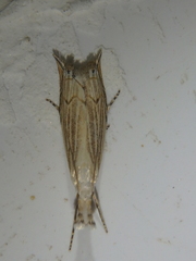 Metacrambus carectellus
