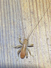 Camptonotus