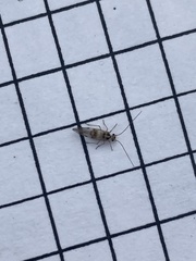 Stenopsocidae