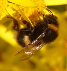 Bombus terrestris