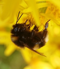 Bombus terrestris