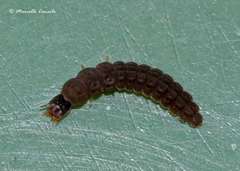 Rhagonycha fulva