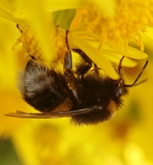 Bombus terrestris