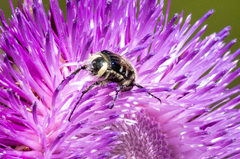 Trichiotinus viridans
