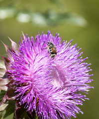Trichiotinus viridans